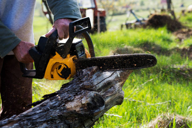 Best Fruit Tree Pruning  in Troy Hills, NJ