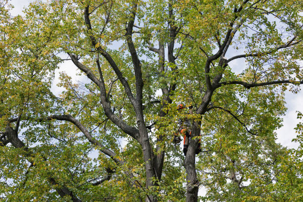 Professional Tree Care in Troy Hills, NJ